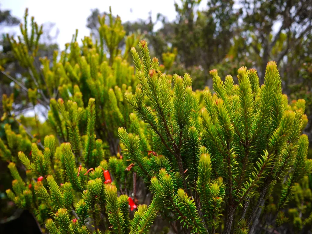 Flora dan Fauna yang Unik