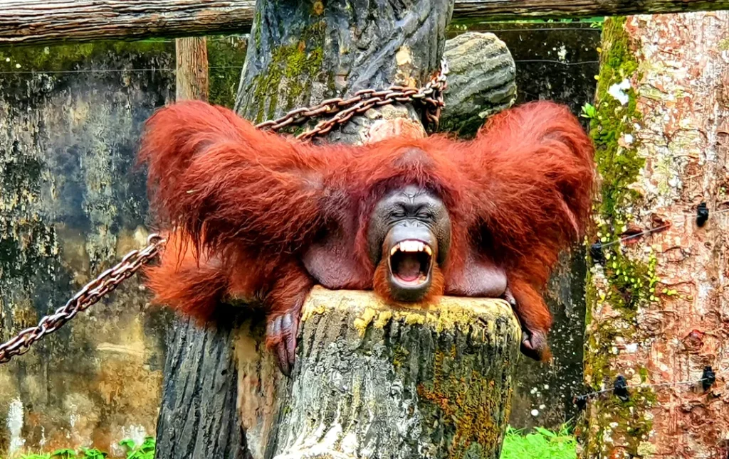 Pemuliharaan dan Penyelidikan di Zoo Taiping