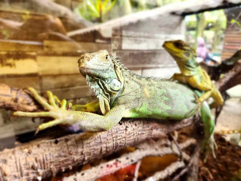 Reptile Corner Farm in The City