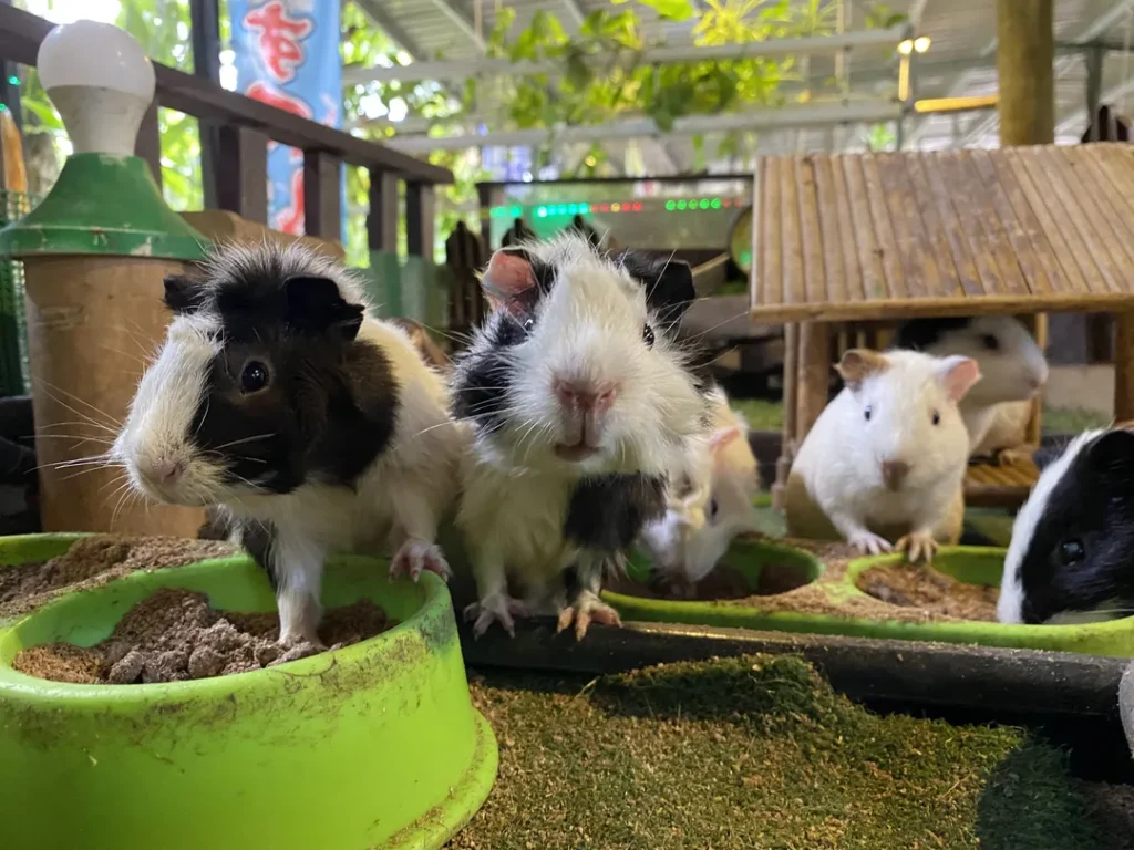 Haiwan dan Tanaman di Borneo Farm