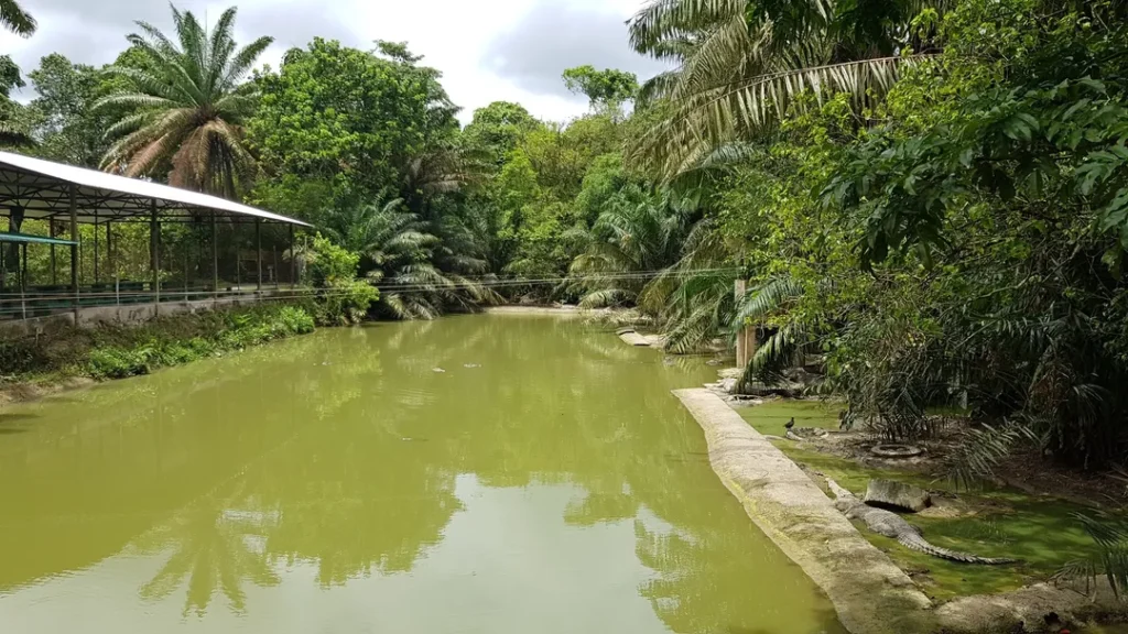Lokasi dan Cara Sampai Jong Crocodile Farm