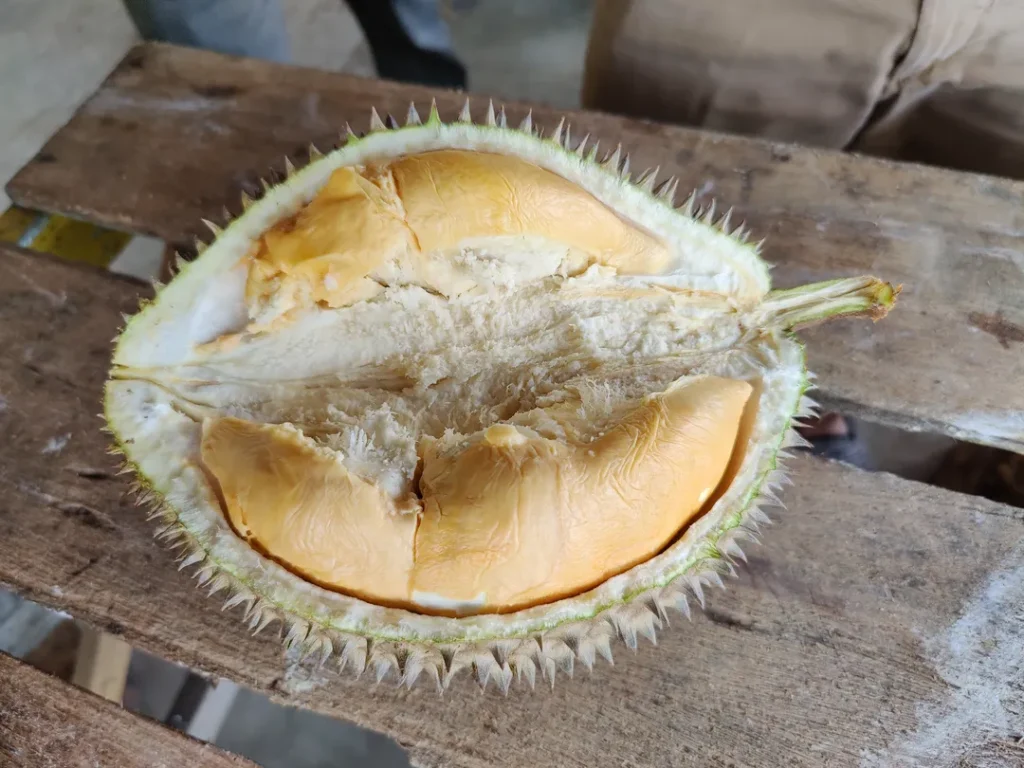 Pelbagai Jenis Durian di Farm