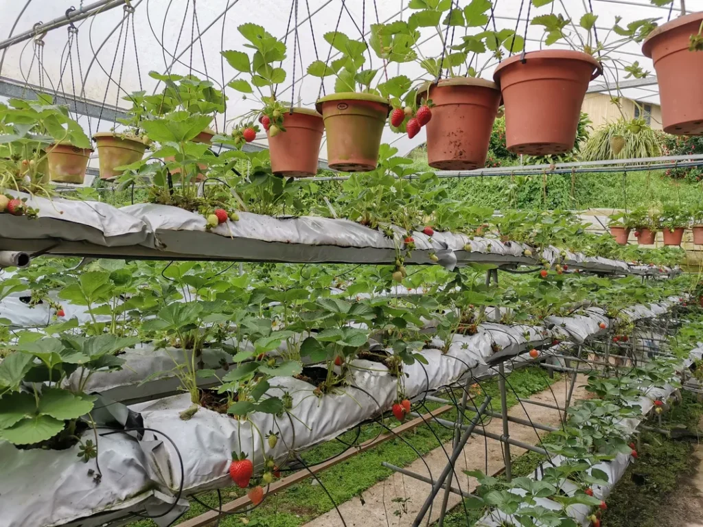 Pemandangan Ladang Strawberi yang Memukau