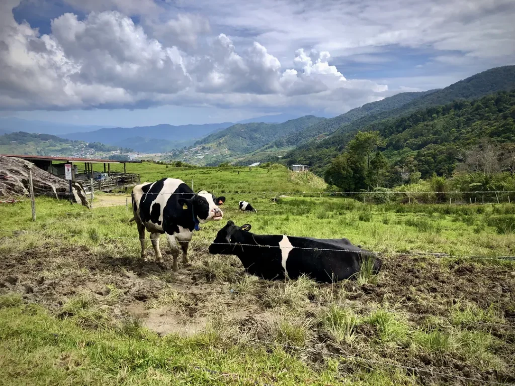 Pengenalan Lembu Tenusu di Desa Cattle