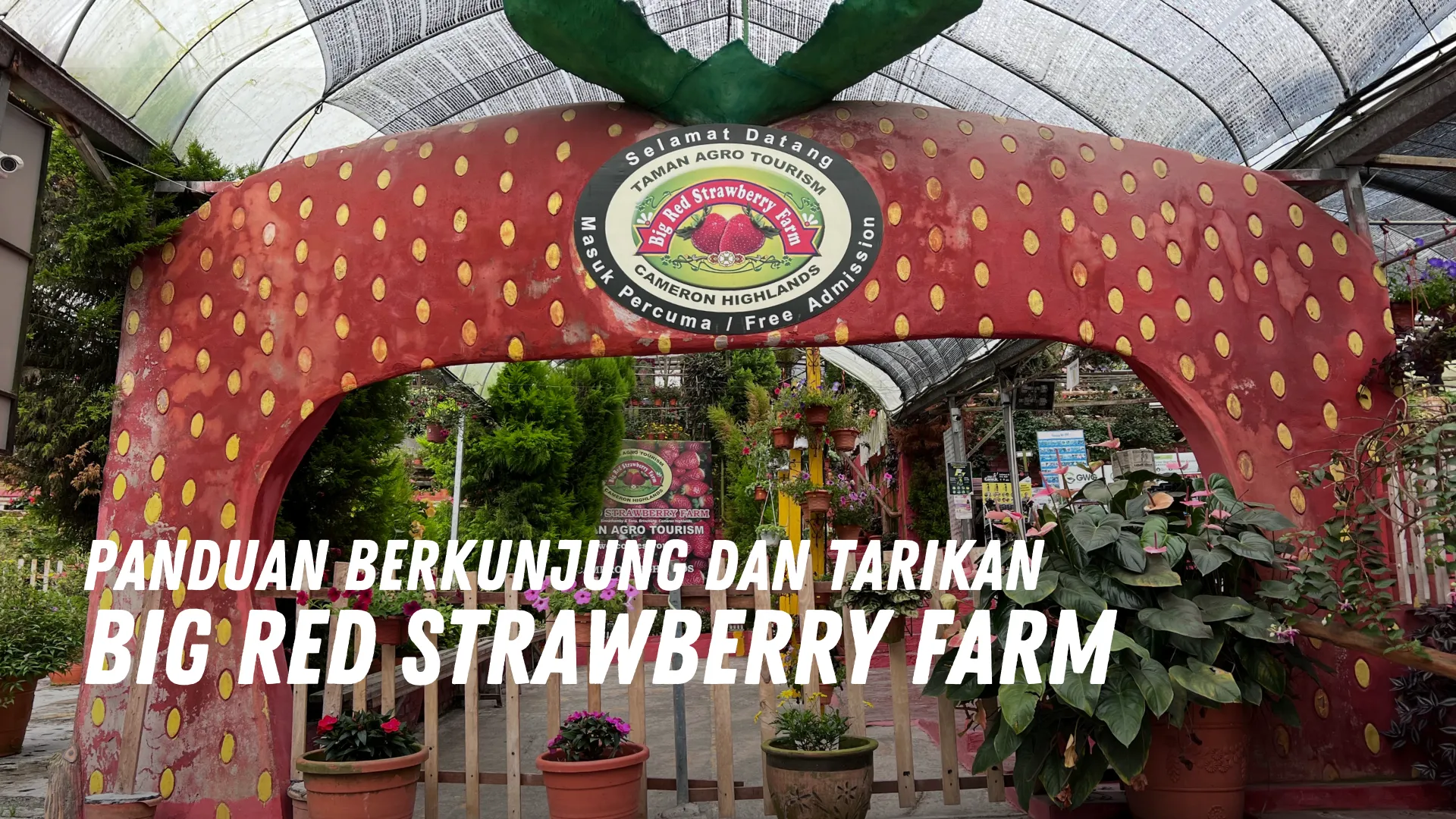 Review Big RED Strawberry Farm Malaysia