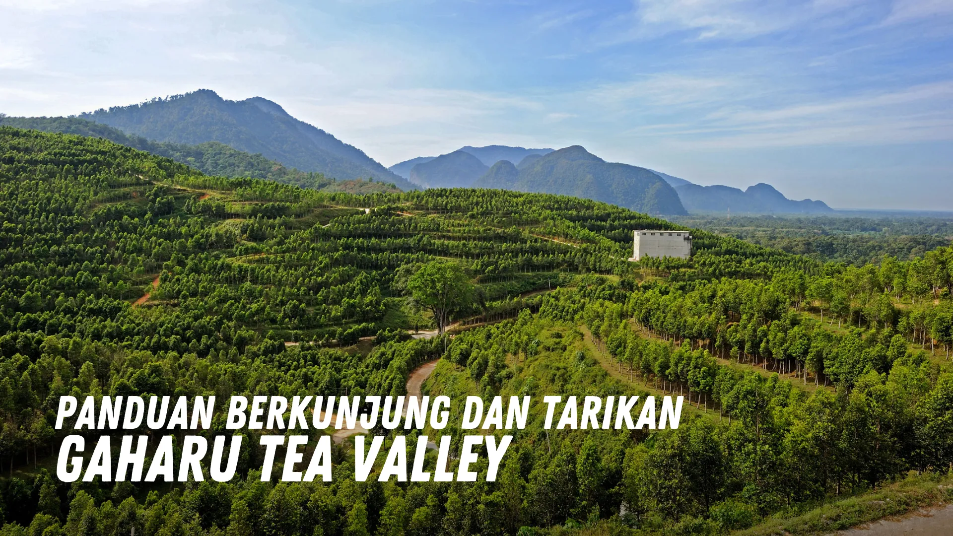 Review Gaharu Tea Valley Malaysia