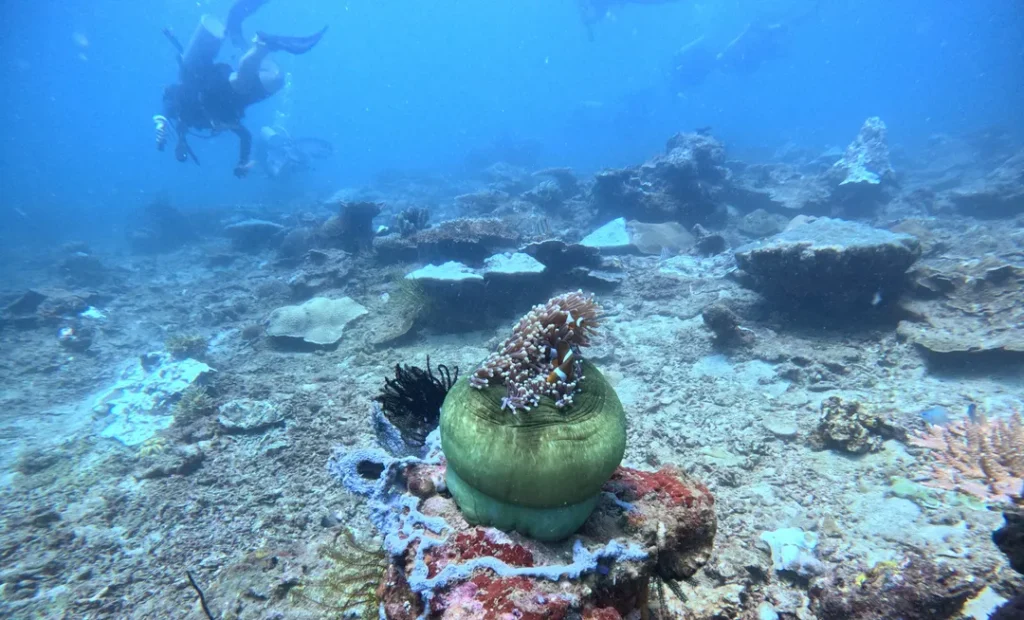 Snorkeling dan Menyelam di Pulau Manukan