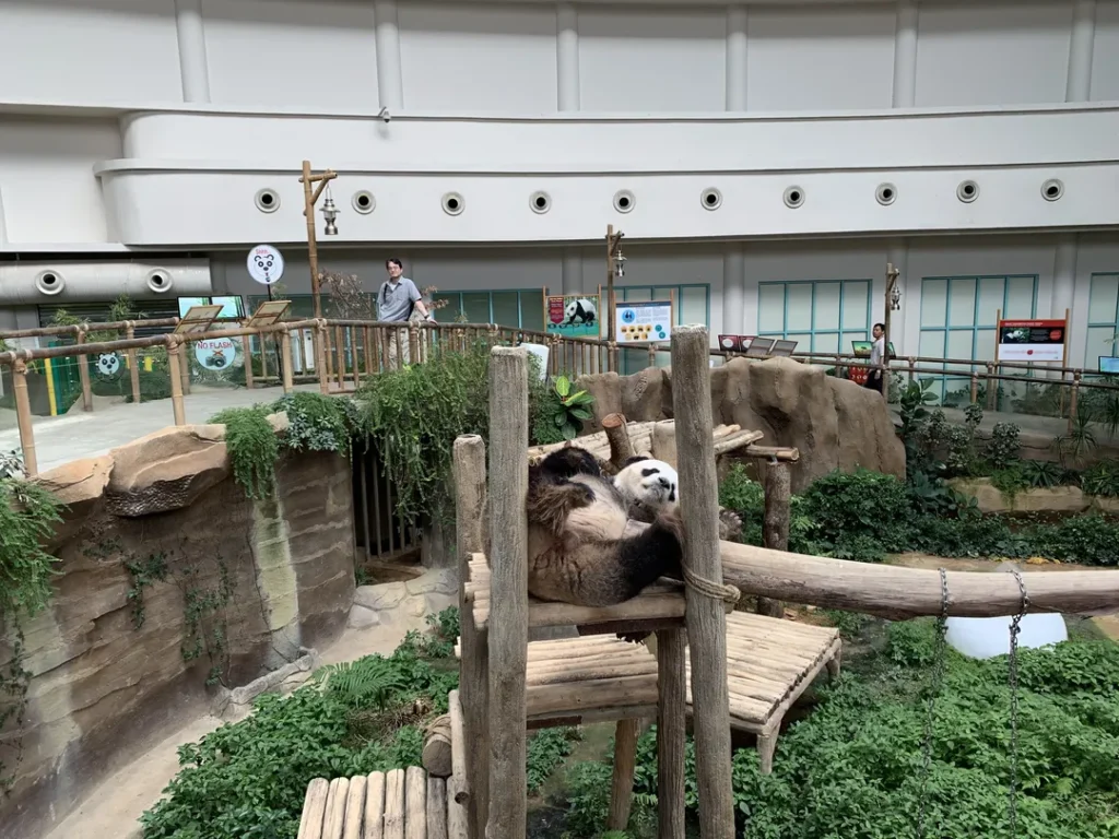 Tarikan Utama Zoo Negara Panda