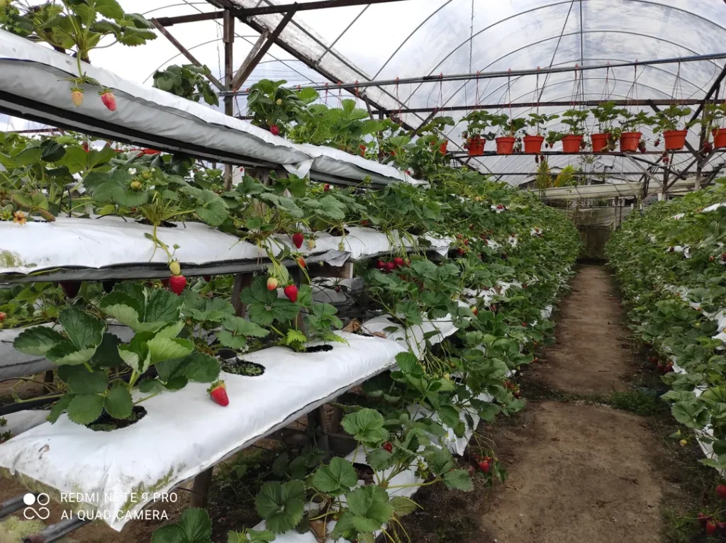 Tempat Menarik di Cameron Highlands Abang Strawberry