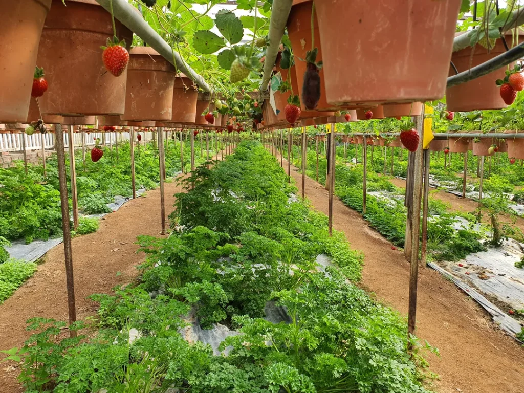 Tempat Menarik di Cameron Highlands Big Red Strawberry Farm