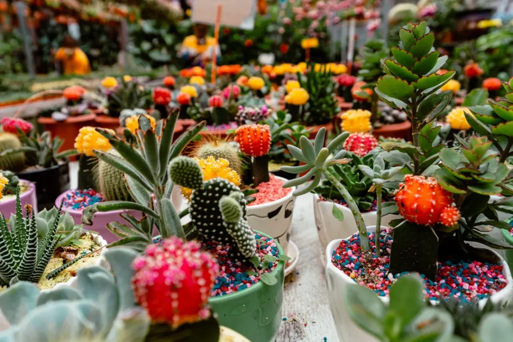 Tempat Menarik di Cameron Highlands Cactus Valley