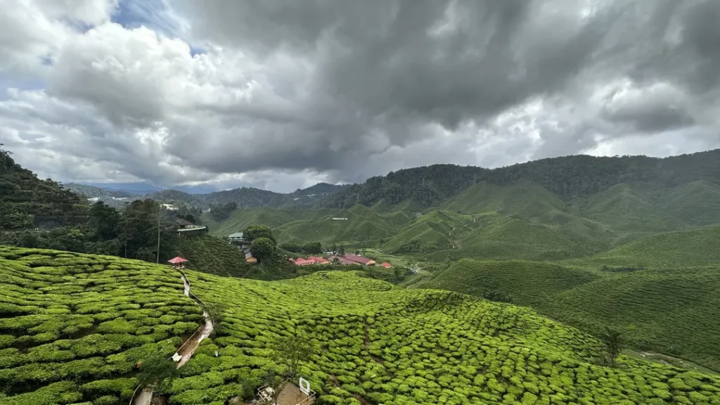 Tempat Menarik di Cameron Highlands Ladang Teh Bharat