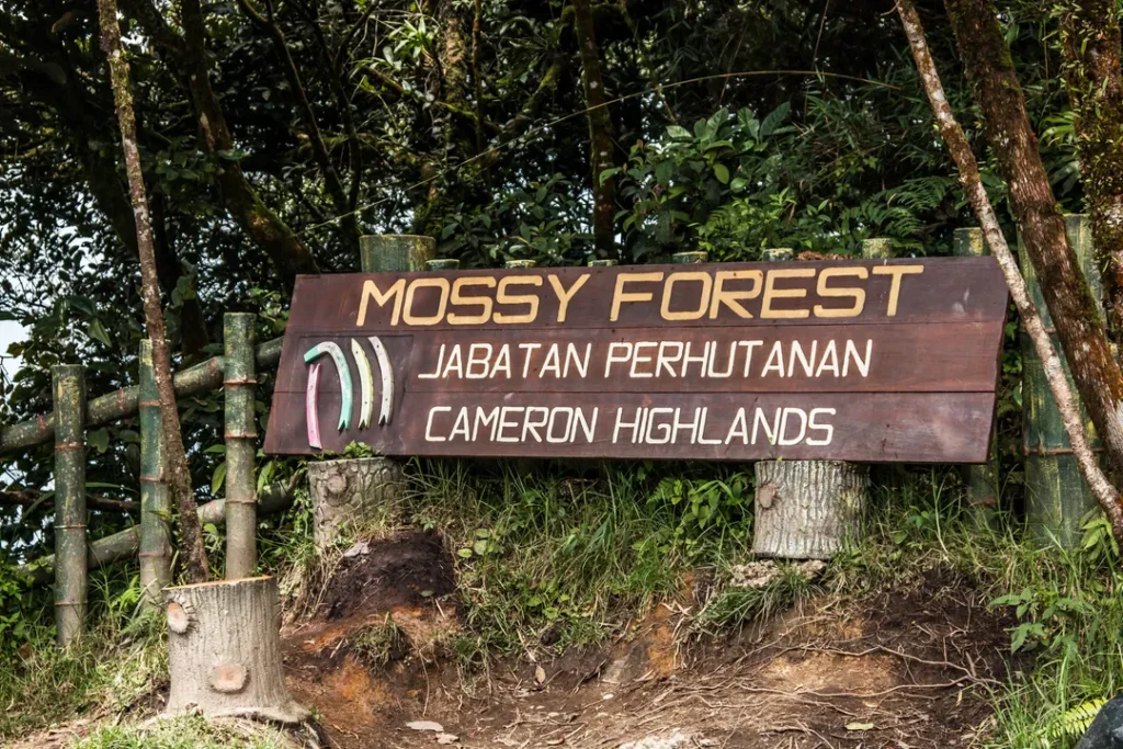 Tempat Menarik di Cameron Highlands Mossy Forest