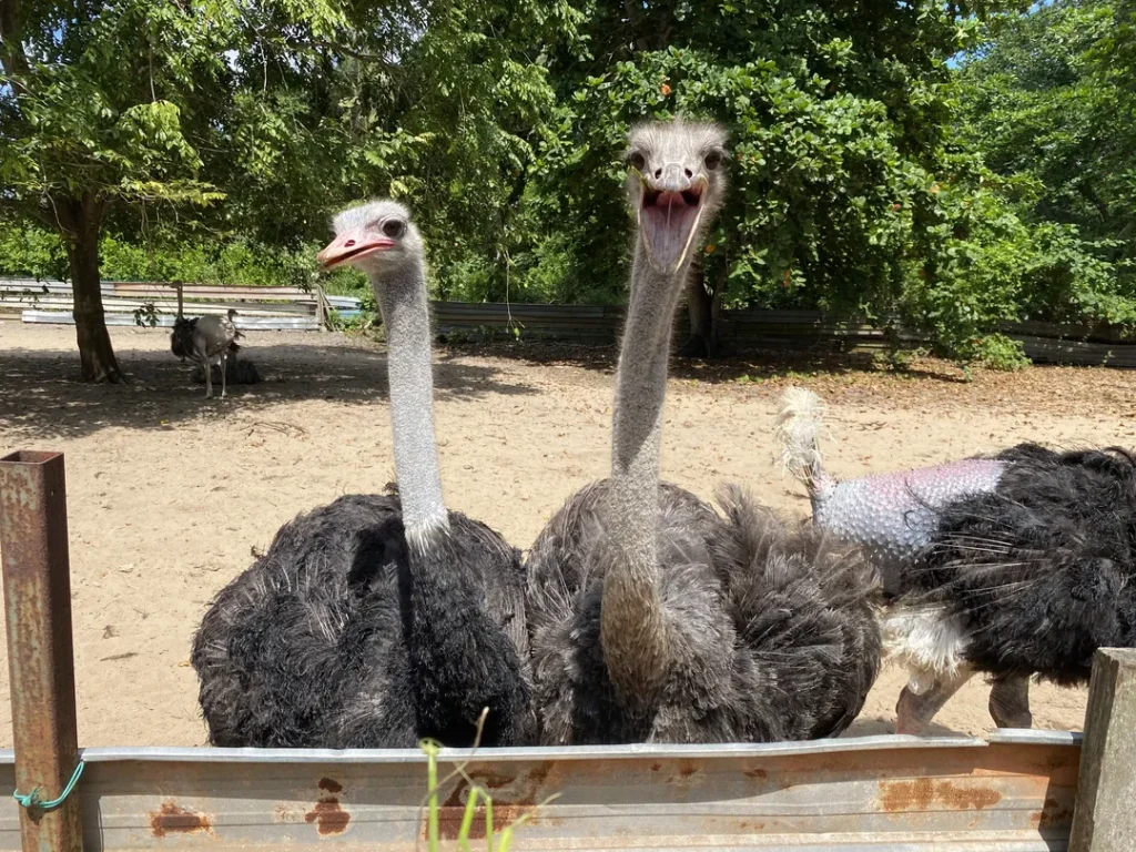 Tempat Menarik di Desaru Ostrich Farm Desaru
