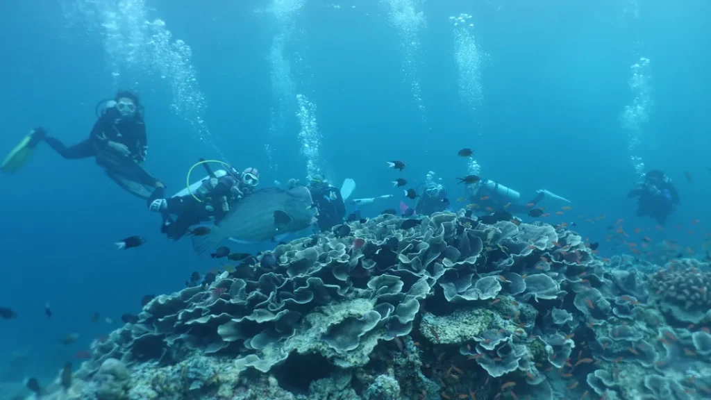 Aktiviti Selam Skuba dan Snorkeling di Pulau Sipadan