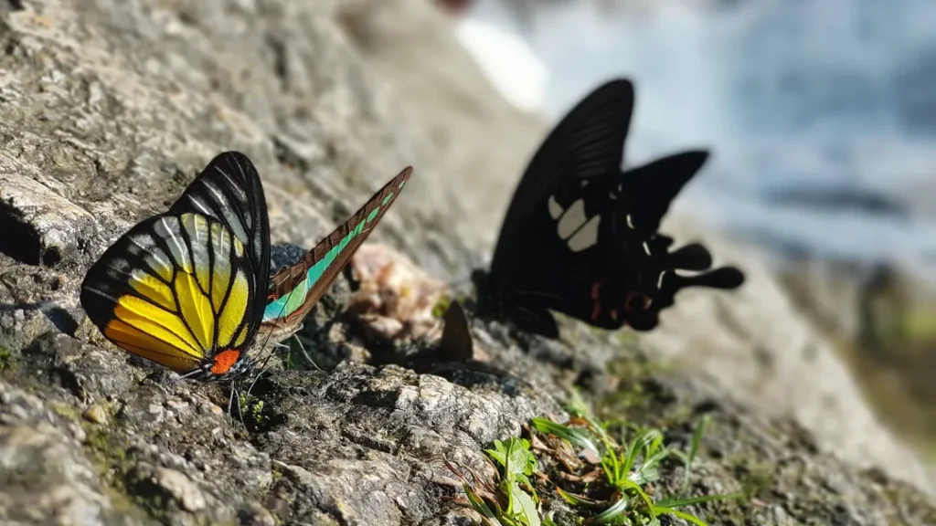 Flora dan Fauna di Sekitar Lata Iskandar 1