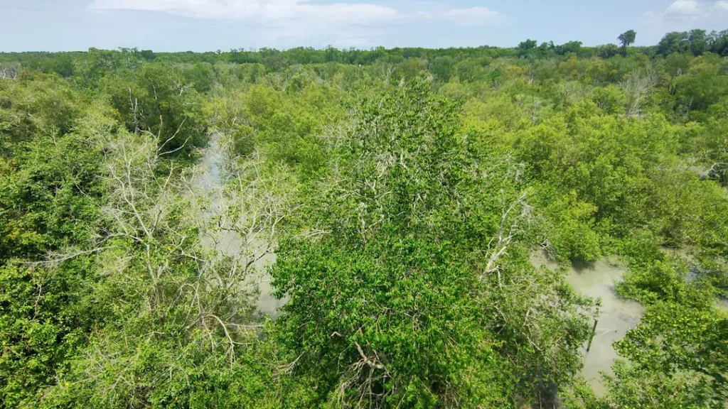 Hutan paya bakau