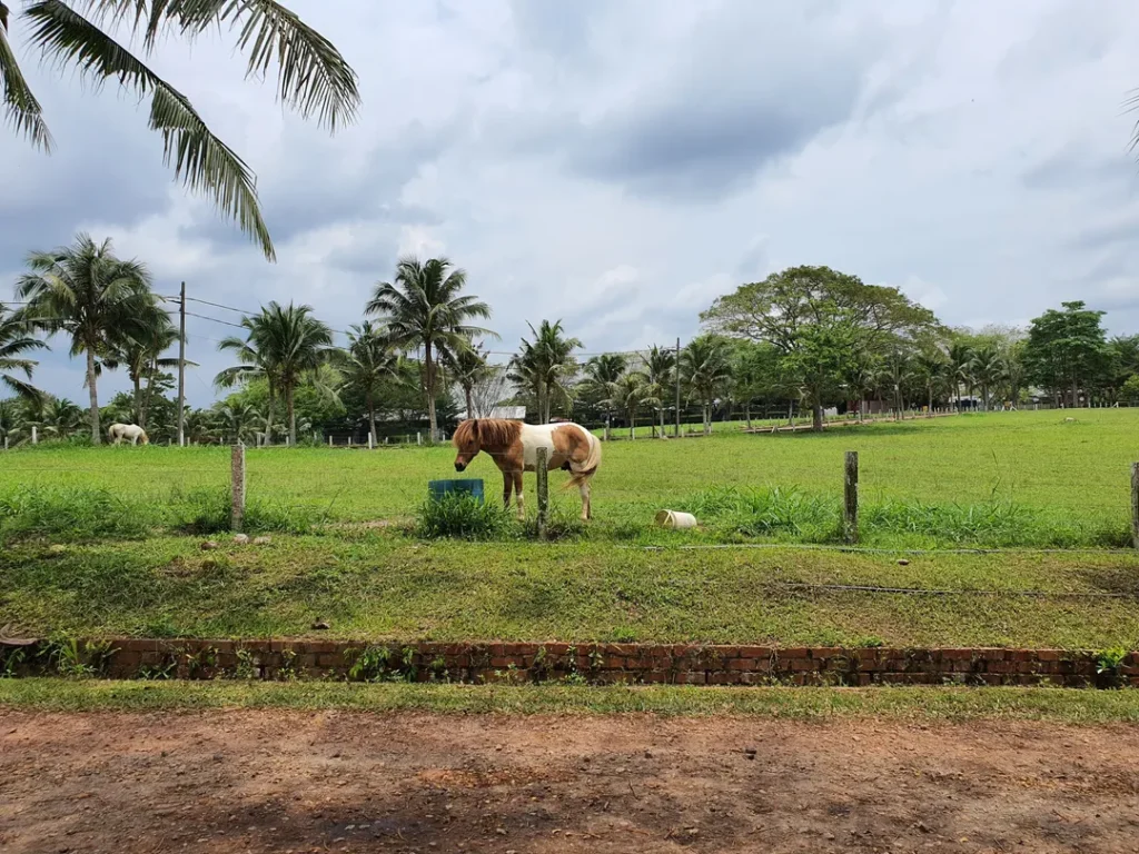 Menunggang Kuda di Farm