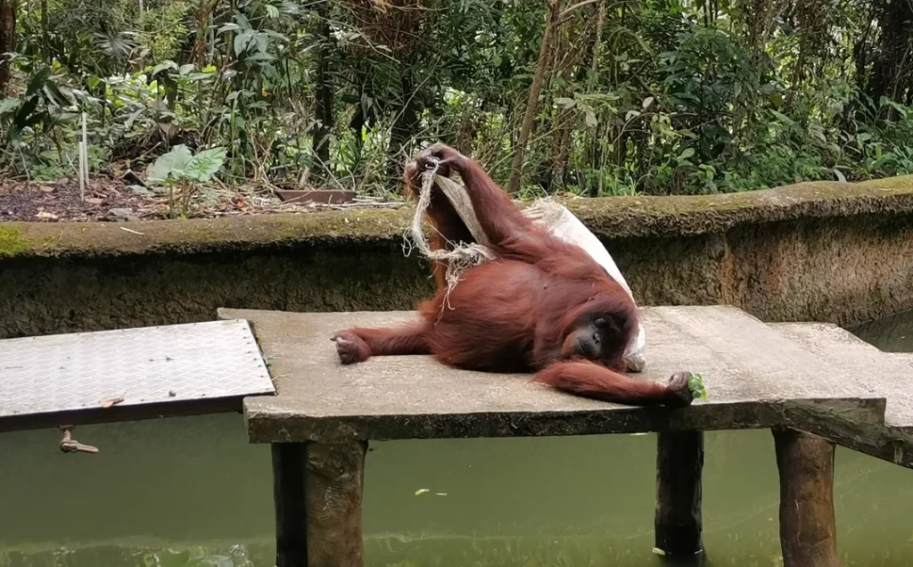 Peluang Lihat Haiwan Langka dan Terancam di LokKawi Wildlife Park