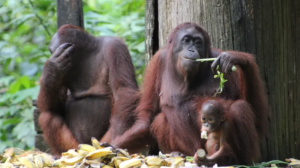 Program Rehabilitasi dan Penyelamatan Orangutan