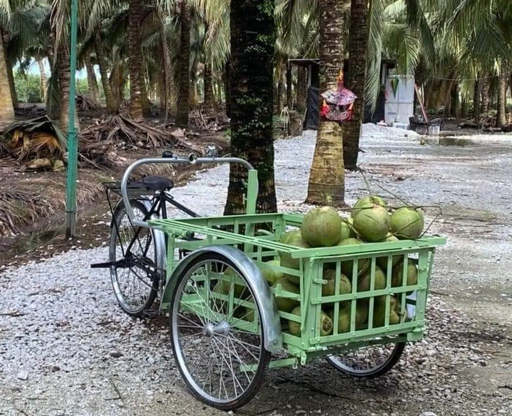 Sejarah dan Asal Usul Coconut Farm