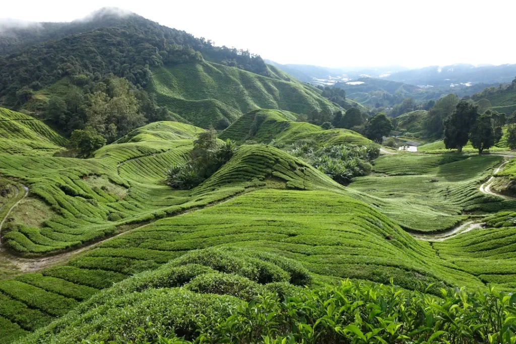 Tempat Menarik di Pahang Cameron Highland