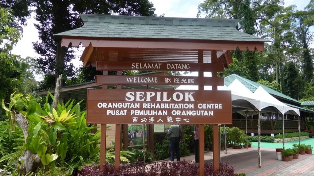 Tempat Menarik di Sabah Sepilok Orangutan Rehabilitation Centre