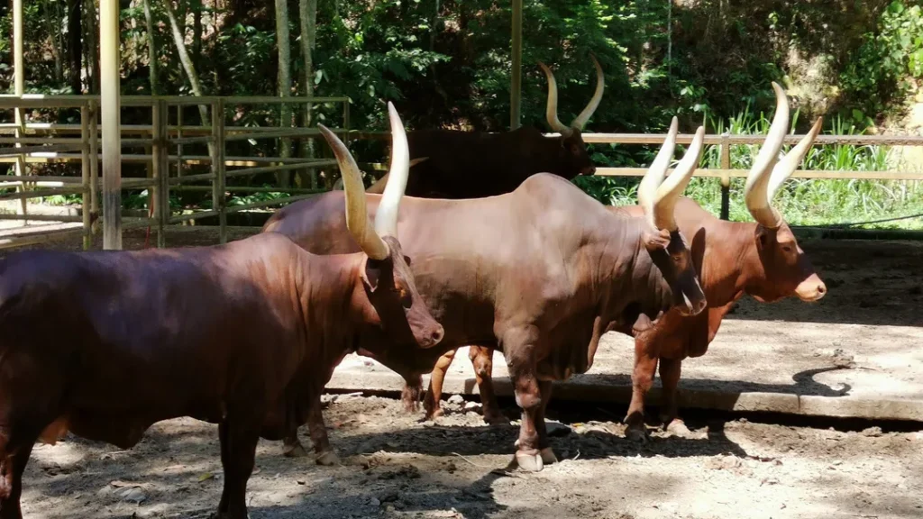 Tempat Menarik di Sabah Zoo Lok Kawi