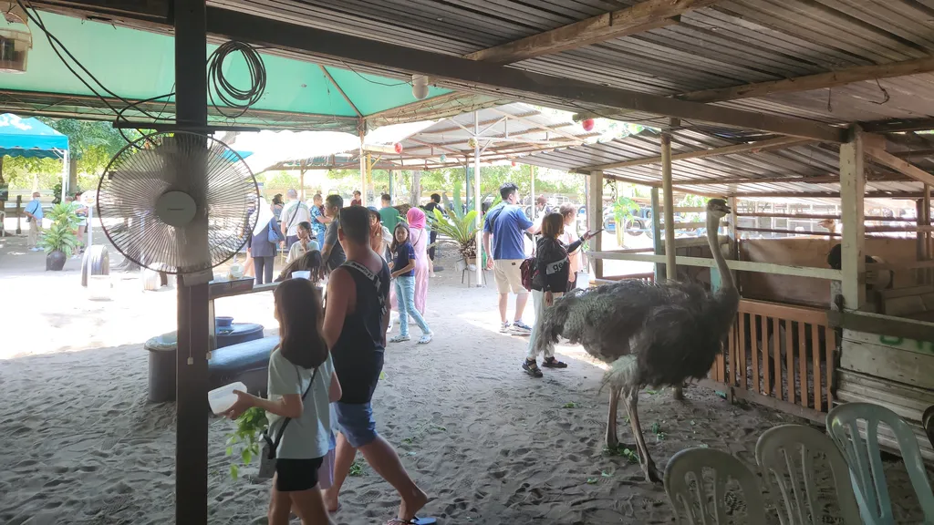 Aktiviti Menarik di Desaru Ostrich Farm