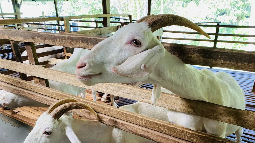 Aktiviti Menarik di Saanen Dairy Goat Farm