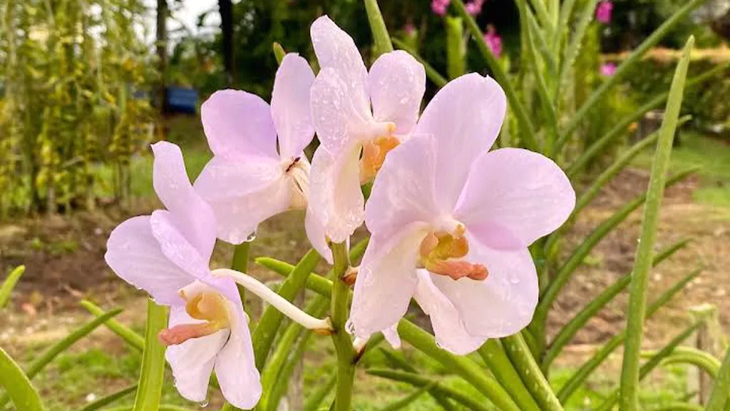 Flora dan Fauna Kepelbagaian Alam Semula Jadi di Hutan Bandar