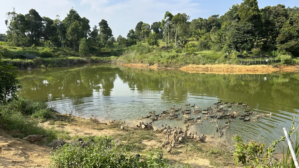 Ragam Aktiviti Ladang dan Peternakan