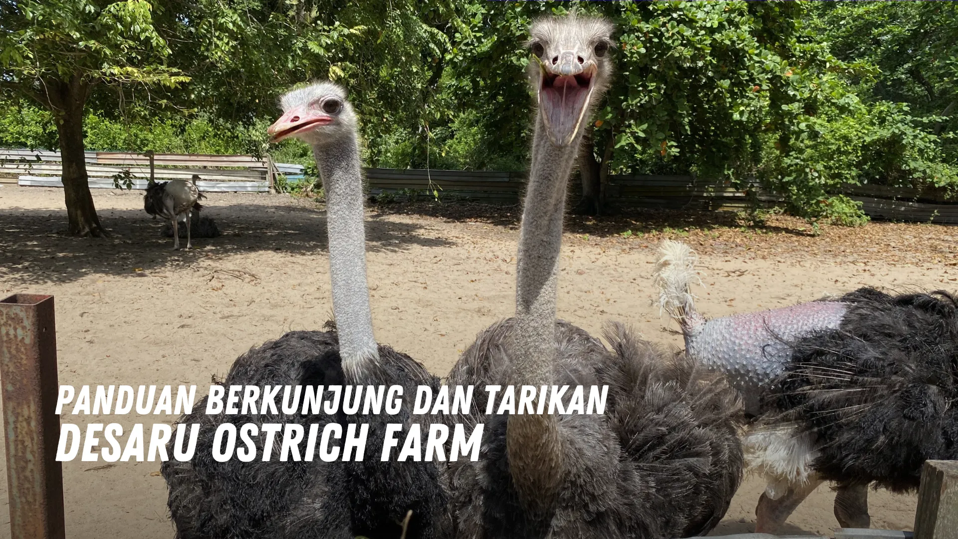 Review Desaru Ostrich Farm Malaysia