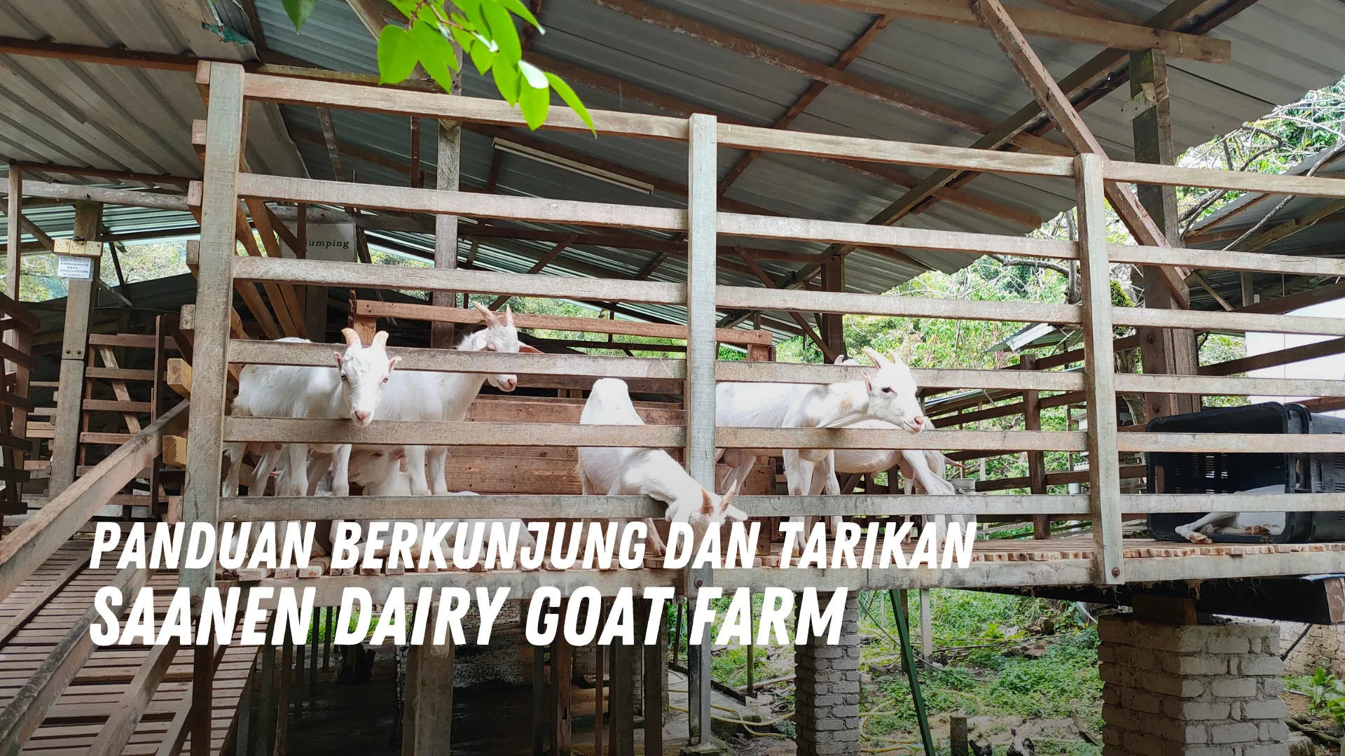 Review Saanen Dairy Goat Farm Malaysia