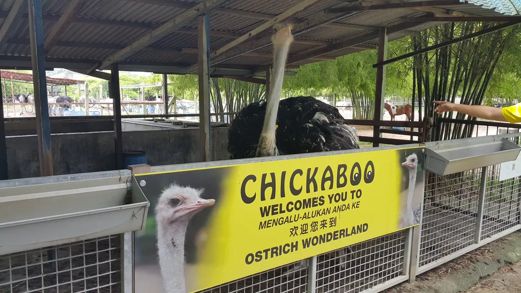 Tempat Menarik di Hulu Langat Ostrich Wonderland