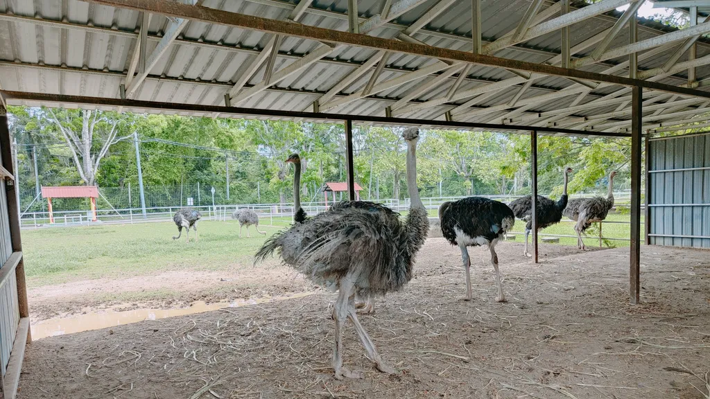 Tempat Menarik di Padang Besar Ladang Burung Unta Perlis Ostrich Farm