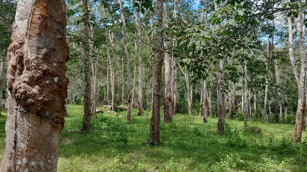 Tempat Menarik di Pulau Tuba Hutan Simpan Pulau Tuba