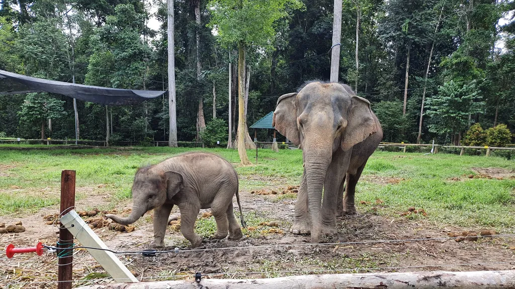 Tempat Menarik di Temerloh Krau Wildlife Reserve