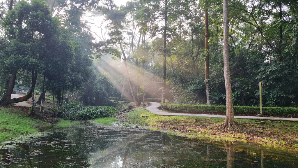 Tips Berkunjung Dapatkan Pengalaman Terbaik di Hutan Bandar