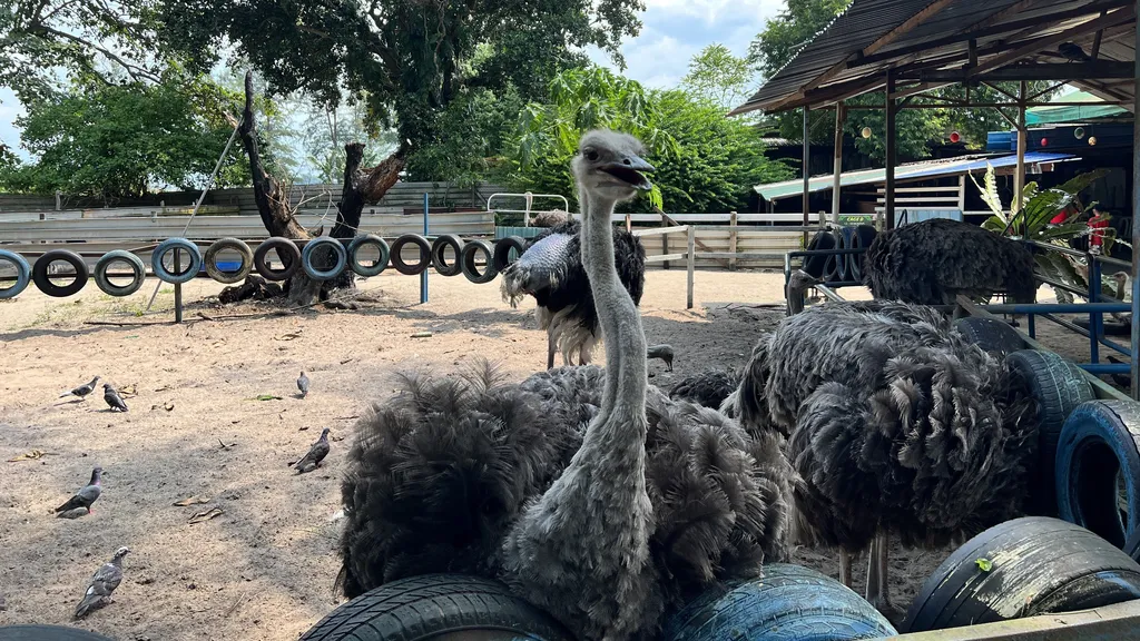 Waktu Operasi Jadual Lengkap Ostrich Farm