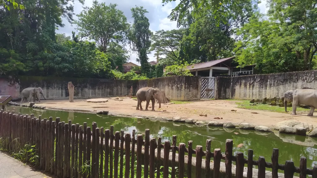 Gajah Asia di Zoo Taiping