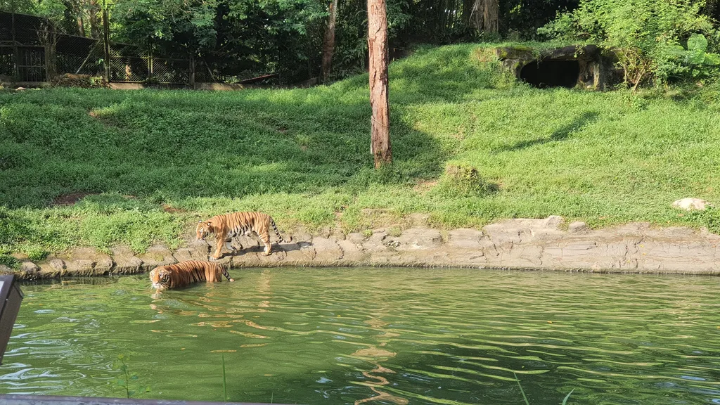 Harimau Malaya di Zoo Taiping