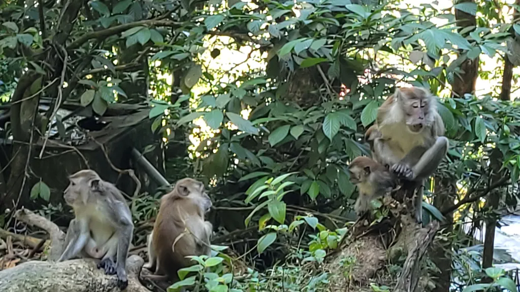 Keanekaragaman Flora dan Fauna di Hutan Lipur Kanching