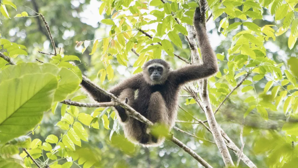 Keanekaragaman Hayati Ekosistem Hutan Hujan RDC