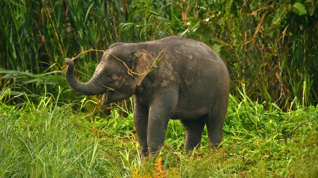 Kekayaan Keanekaragaman Hayati di Sungai Kinabatang