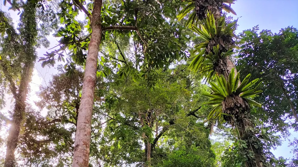 Kekayaan Keanekaragaman Hayati di Taman Bukit Tawau