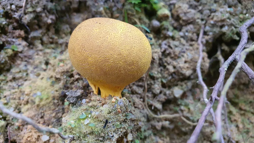 Kepelbagaian Flora dan Fauna di Bukit Pelindung