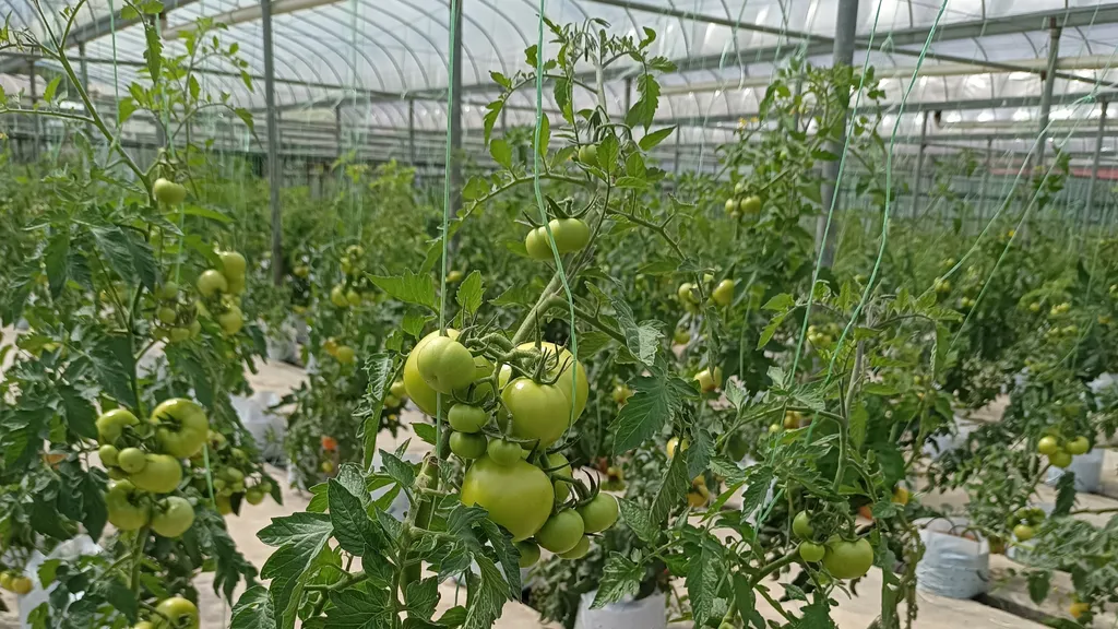 Koleksi Tanaman dan Bunga yang Beragam di Taman Agroteknologi