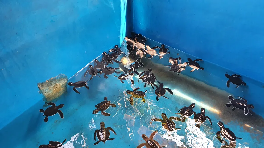 Menikmati Wisata Edukasi di Pangkor Turtle Conservation Centre