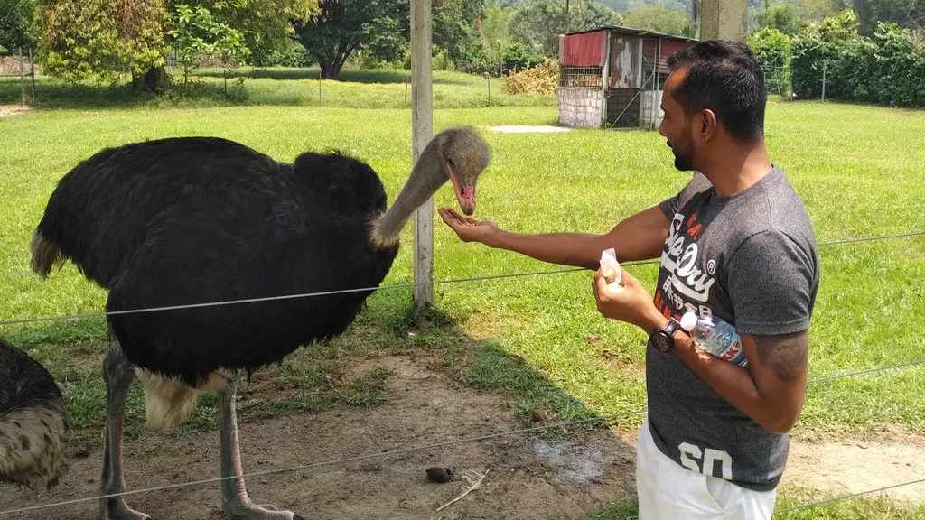 Pengalaman Melihat dan Berinteraksi dengan Burung Unta